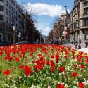 Red Flowers in Bilbao