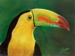 Toucan