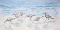 Shore Birds