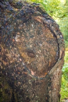 Money Tree