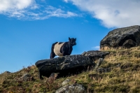 Belted Galloway at the Wainstones