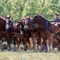 Amish Farming
