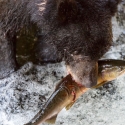 Bear catching Salmon