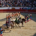 Portuguese Bullfight
