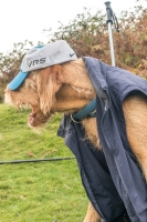 Alfie - bad dog day