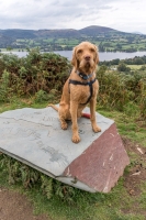 Alfie on Wainwright’s Sitting Stone