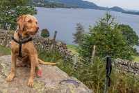Alfie at Ullswater