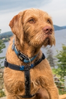 Alfie at Ullswater