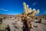 Cholla Cactus