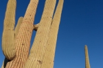 Saguaro Cactus