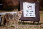 Coyote Hungry