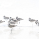 Snoozing Birds