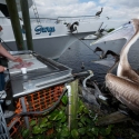 Hopeful Pelican