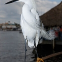 Egret