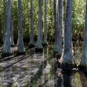 Cypress Trees