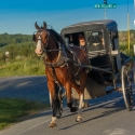 Amish Carriage
