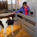 Calf Calming