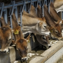 Jersey Cows