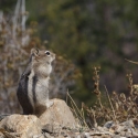 Chipmonk