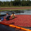 Cranberry Bog