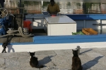 Hopeful cats wait on the dock by a Croatian small local fishing vessel with fisherman in his boat