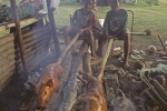 Tongan children roasting piglets on a Pig Split roast Tonga
